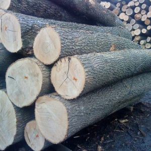 Ash Round Logs For Sale