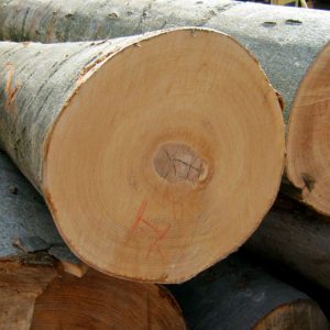 European Beech Logs For Sale