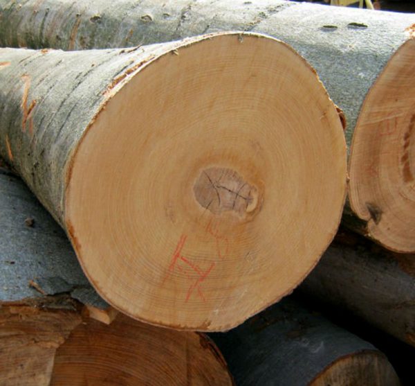 European Beech Logs For Sale
