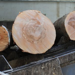 European White Ash Logs