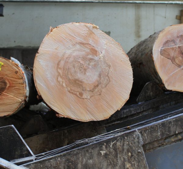 European White Ash Logs