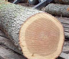 Pine Spruce Birch Oak Ash Timber