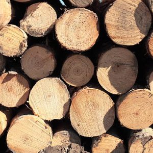 Radiata Pine Logs For Sale