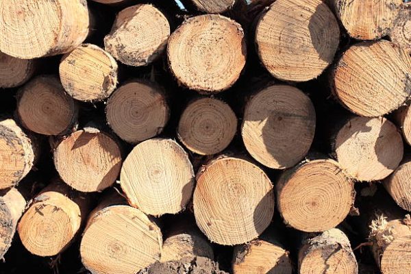 Radiata Pine Logs For Sale
