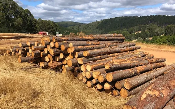 Radiata Pine Logs For Sale - Image 2