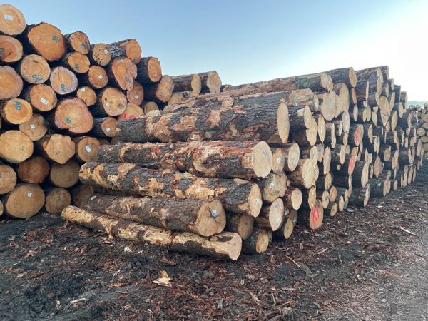 Radiata Pine Logs For Sale - Image 3
