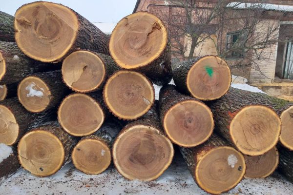 Red Oak Logs For Sale