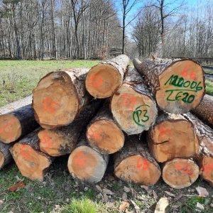 Yellow Southern Pine Logs