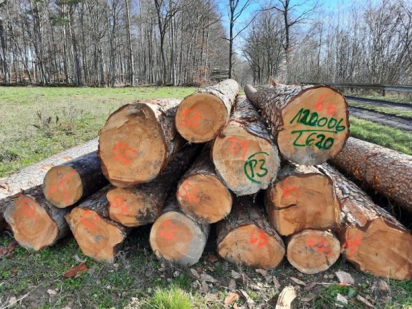 Yellow Southern Pine Logs